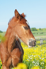 portrait of funny chestnut colt  posing in meadow at freedom. sunny day. close up