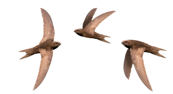 swifts in flight isolated on white background