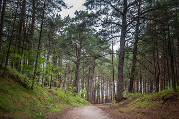 This image captures a scenic path through a fir and pine forest near the Baltic Sea in Garciems, Latvia. The trail is surrounded by lush greenery and tall trees, offering a serene and peaceful atmosph