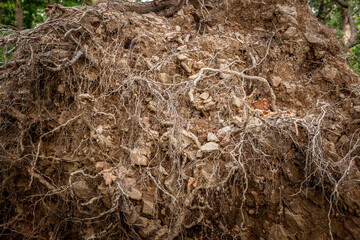A detailed close-up of an intricate network of roots and mycelium, showcasing the complexity and...