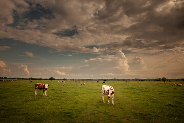 Picture of a holstein cows standing in Zasavica, in Serbia. The Holstein Friesian is an...