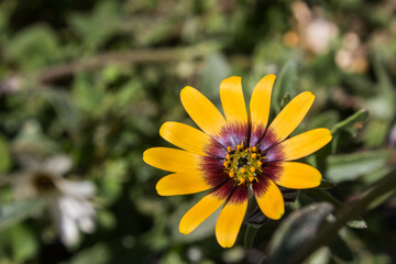 Close up view of a gorgeous two colored Oneye Daisy, Dimorphotheca Sinuata, flower in the arid environment of the Namakwa National Park of South Africa