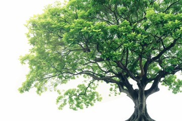 Vibrant Green Tree with Full Leaves