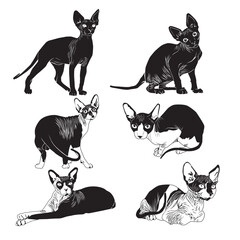 Sphynx cats are cute, unique and exotic