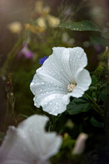 Blooming wild white hollyhocks in the morning dew drops
