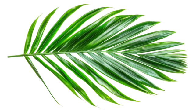 A vibrant green tropical palm leaf isolated on a white background, perfect for nature, botanical, and tropical themed projects.