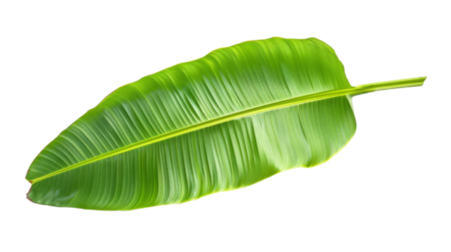 High-resolution image of a single green banana leaf with a transparent background, ideal for tropical-themed designs and nature projects.