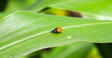 The red seven-spotted ladybird (Coccinella septempunctata) descends on a green leaf of corn in the sun. Flora and fauna
