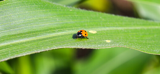 The red seven-spotted ladybird (Coccinella septempunctata) descends on a green leaf of corn in the...