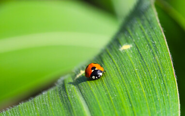 The red seven-spotted ladybird (Coccinella septempunctata) descends on a green leaf of corn in the sun. Flora and fauna