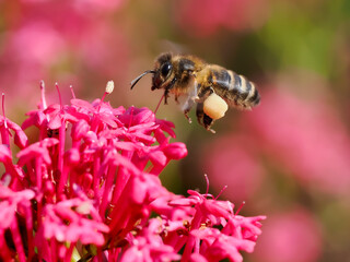 Macro of honey bee (Apis) in flight wiyt a pollen basket pollen on the leg above a red valerian...