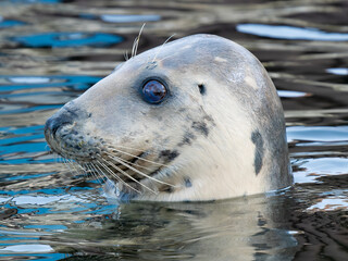 portrait of a gray seal on a blurred background