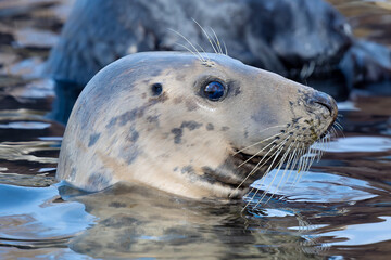 portrait of a gray seal on a blurred background