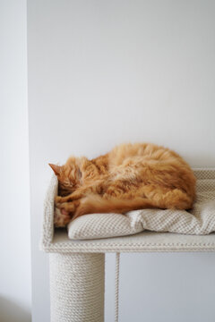 pet red fluffy cat sleeping on his seat at home