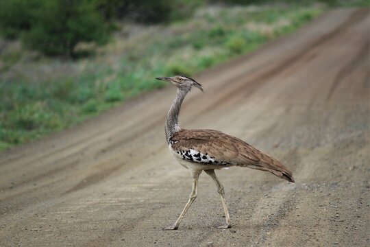 a kori bustard crossing the road
