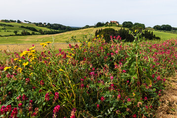 Landschaft in der Toskana mit Felder un Hügeln im Frühjahr bei Regenwetter, 