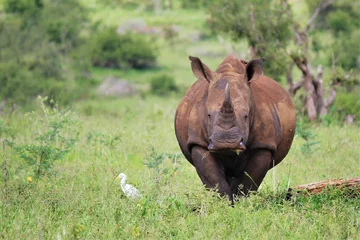 Gardinen Nashorn a white rhino looking at the camera  © Giselle