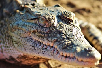 a close up of a crocodile