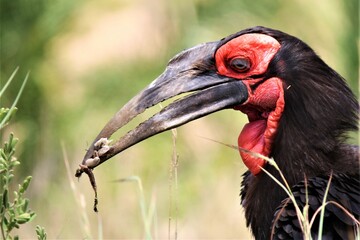 A ground hornbill with prey in it's beak