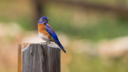 Close-up color profile photo of a beautiful Western Bluebird looking backwards while sitting on a wooden fence post with a soft de-focused and blurred background. Copy space.