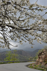 the cherry tree, the mountain and the journey