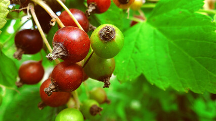 green unripe blackcurrant berries on a sunny day, macro photo