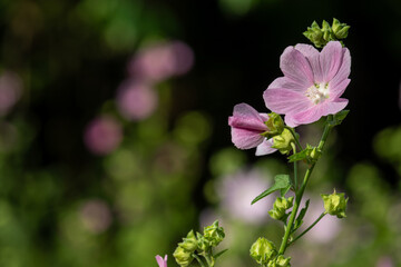 Pink wildflowers on a blurry background on a sunny June day in the countryside.