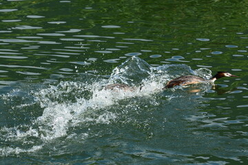 Fototapeta premium svassi,lotta