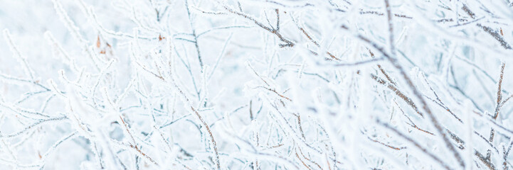 Snow and rime ice on the branches of bushes. Trees covered with hoarfrost. Plants in the park are covered with hoar frost. Cold snowy winter weather. Frosting texture. Wide panoramic light background.