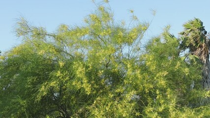 Strong wind, a flowering acacia Parkinsonia aculeata bush waves its branches against the sky, a palm tree in the distance.
