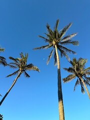 palm tree on blue sky