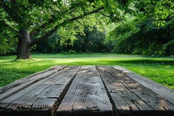 Serene Park Bench under Tree Canopy
