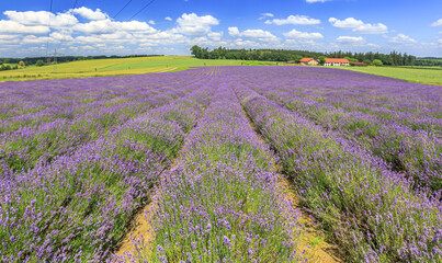 Lavender field in Bavaria