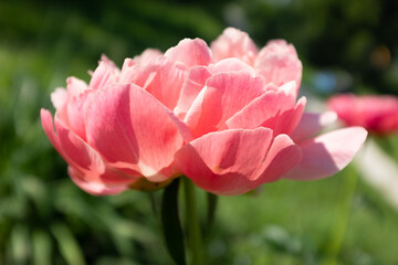 One bloom peony on blurred green garden background at the sunny day. Pink flower for publication, design, poster, calendar, post, screensaver, wallpaper, postcard, cover, website. High quality photo