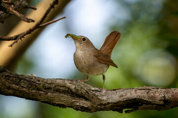 Common nightingale or rufous nightingale or simply nightingale (Luscinia megarhynchos) holding an insect while perched on a branch.