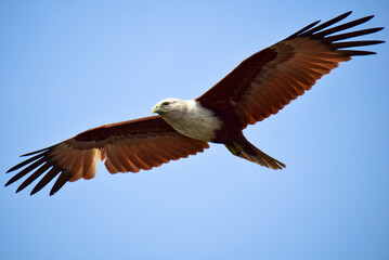 Brahminy Kite in flight