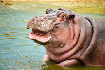Smiling Hippo portrait at Bannerghatta National Park