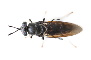 Insect black soldier fly, Hermetia illucens, isolated on white, top view