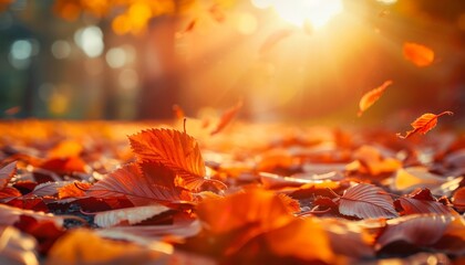 Autumn Sunlight: Vibrant Leaves Scattered on the Ground, Capturing the Warm Glow of Fall