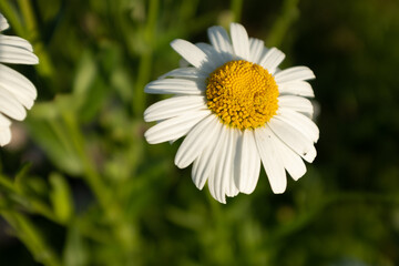 One camomile flower on blurred green field, close-up. Chamomile with white petals for publication, poster, calendar, post, screensaver, wallpaper, cover, website. High quality photo