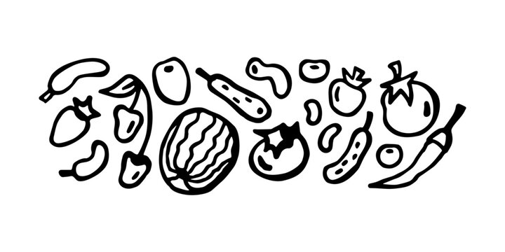 banner of various vegetables and fruits, sketch isolated on white
