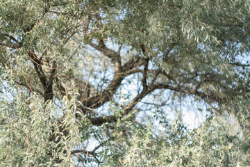 Landscape with Loch tree. Background with silver wild olive for publication, design, poster,...