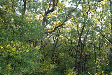 Forest landscape. Summer fairy forest with bright sunny rays shining through the trees for publication, poster, calendar, screensaver, wallpaper, post, banner, cover. High quality photo