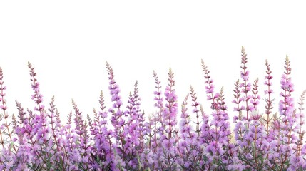 Naklejka premium Winter flowering heather Erica carnea blooms against a white backdrop