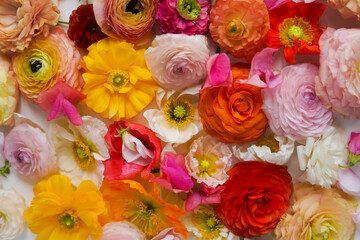 bright background, abstract composition of different colored flowers, top view