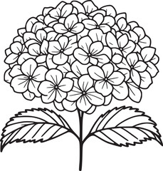 This is a black and white line drawing of a hydrangea flower. The drawing features a large, rounded cluster of small, delicate flowers, each with five petals. The cluster is supported by a single stem