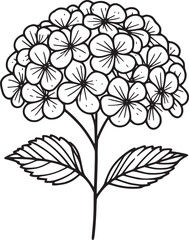 This is a black and white line drawing of a hydrangea flower. The drawing features a large, rounded cluster of small, delicate flowers, each with five petals. The cluster is supported by a single stem