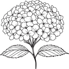 This is a black and white line drawing of a hydrangea flower. The drawing features a large, rounded cluster of small, delicate flowers, each with five petals. The cluster is supported by a single stem