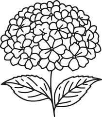 This is a black and white line drawing of a hydrangea flower. The drawing features a large, rounded cluster of small, delicate flowers, each with five petals. The cluster is supported by a single stem
