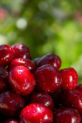 A bunch of red cherries are sitting on a green background. The cherries are wet and shiny, and they are arranged in a pile. Concept of freshness and abundance, as the cherries are ripe